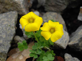 Oxalis perdicaria